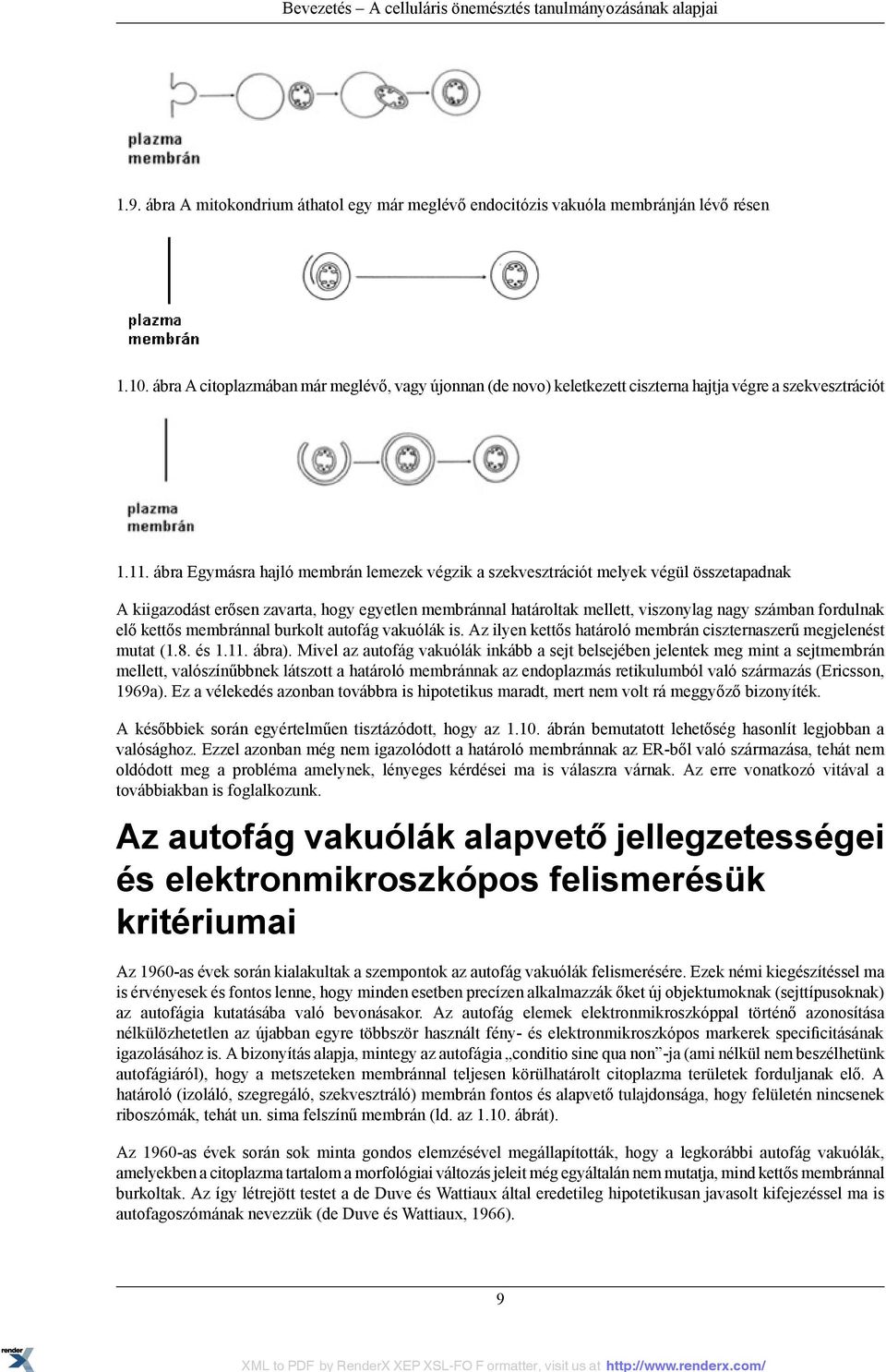 ábra Egymásra hajló membrán lemezek végzik a szekvesztrációt melyek végül összetapadnak A kiigazodást erősen zavarta, hogy egyetlen membránnal határoltak mellett, viszonylag nagy számban fordulnak