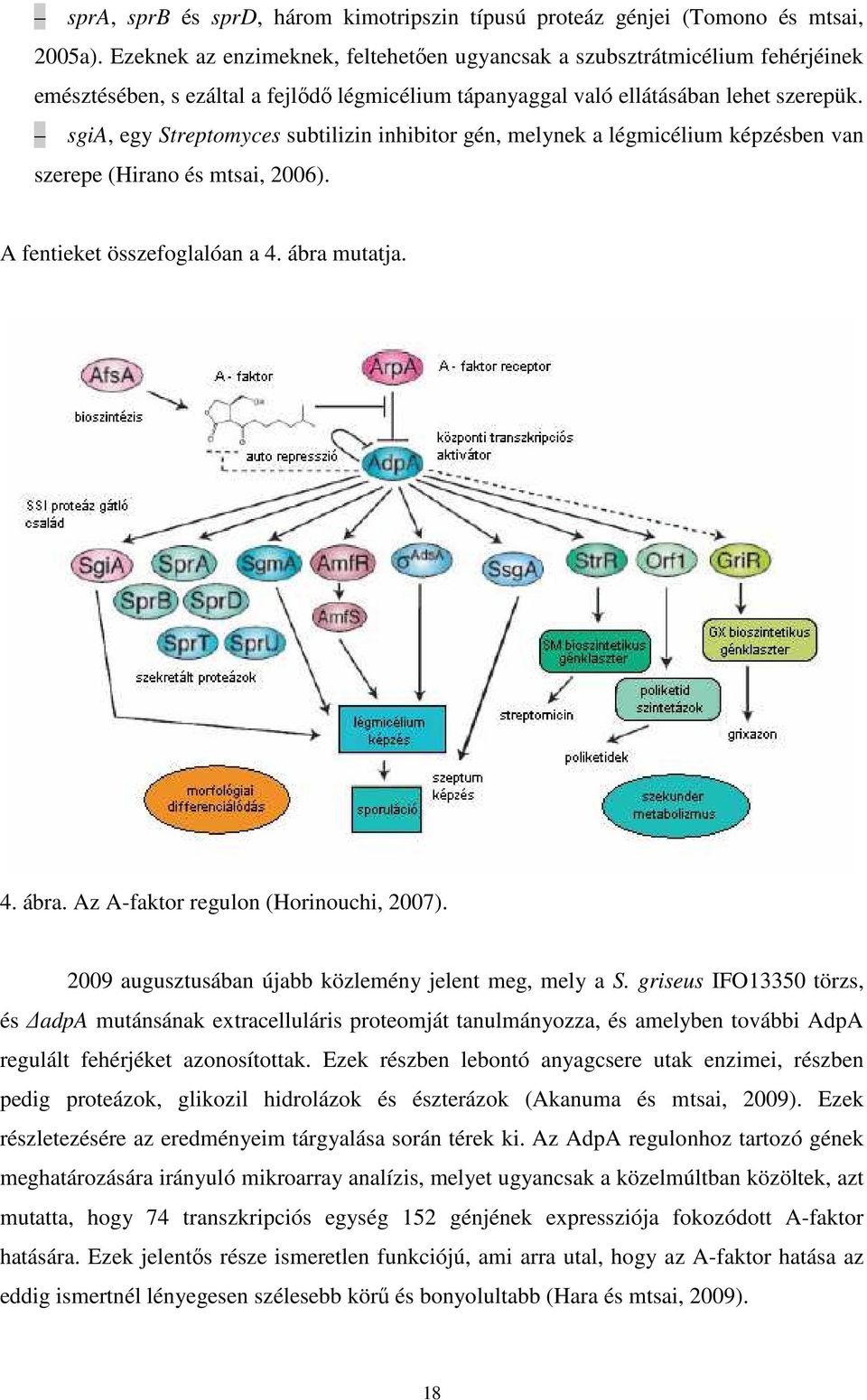 sgia, egy Streptomyces subtilizin inhibitor gén, melynek a légmicélium képzésben van szerepe (Hirano és mtsai, 2006). A fentieket összefoglalóan a 4. ábra mutatja. 4. ábra. Az A-faktor regulon (Horinouchi, 2007).
