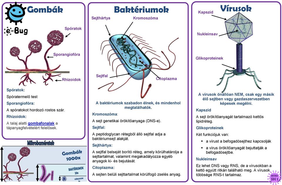 Kromoszóma: A sejt genetikai örökítőanyaga (DNS-e). Sejtfal: A peptidoglycan rétegből álló sejtfal adja a baktériumsejt alakját.