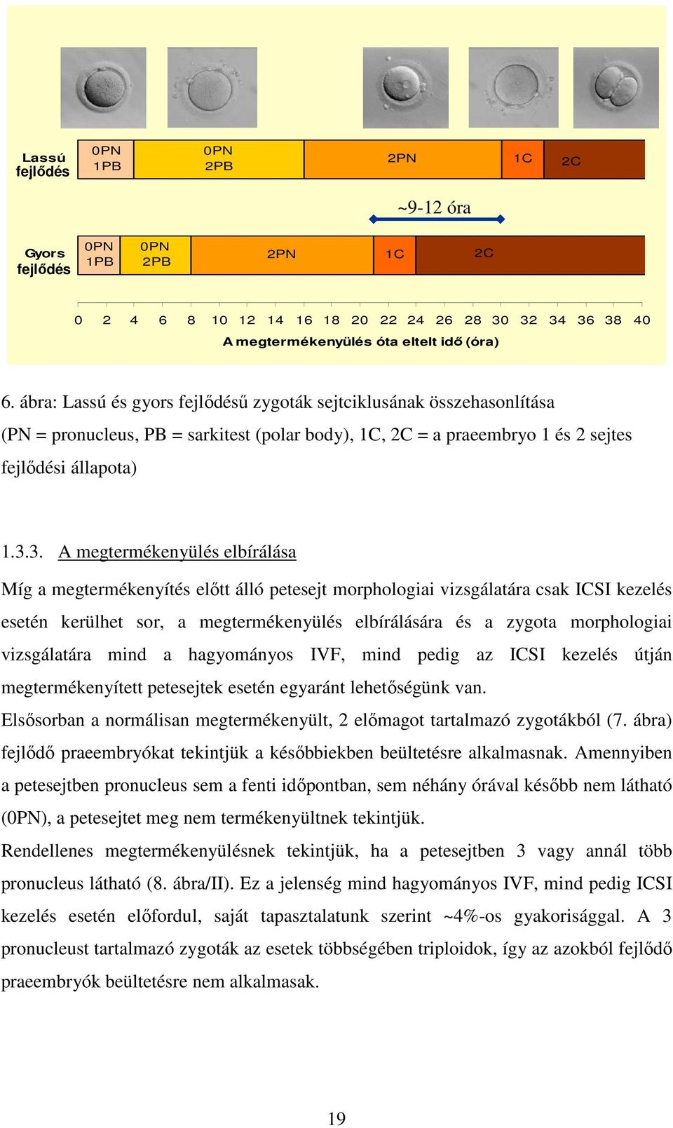 3. A megtermékenyülés elbírálása Míg a megtermékenyítés előtt álló petesejt morphologiai vizsgálatára csak ICSI kezelés esetén kerülhet sor, a megtermékenyülés elbírálására és a zygota morphologiai