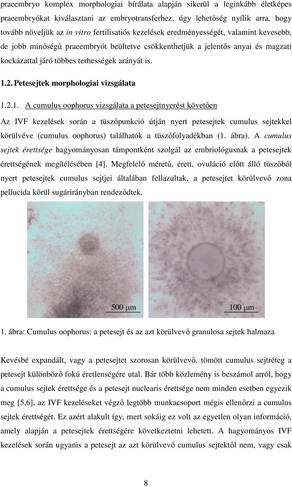 Petesejtek morphologiai vizsgálata 1.