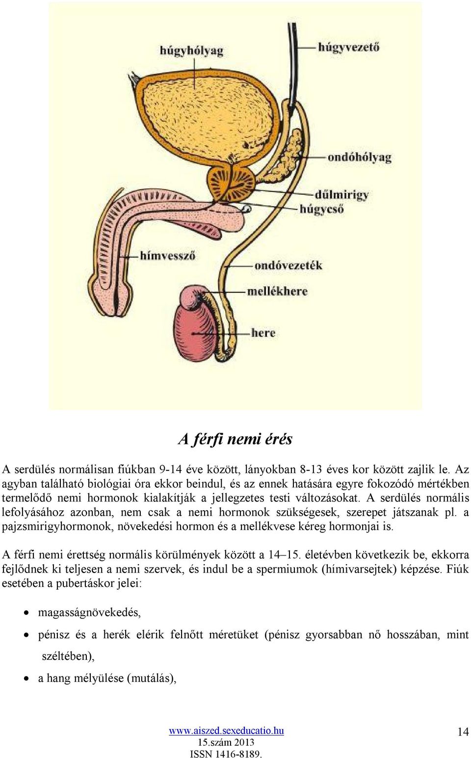 A serdülés normális lefolyásához azonban, nem csak a nemi hormonok szükségesek, szerepet játszanak pl. a pajzsmirigyhormonok, növekedési hormon és a mellékvese kéreg hormonjai is.