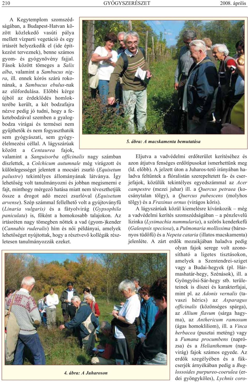 gyom- és gyógynövény fajjal. Fások között tömeges a Salix alba, valamint a Sambucus nig - ra, ill. ennek kórós szárú roko - nának, a Sambucus ebulus-nak az előfordulása.