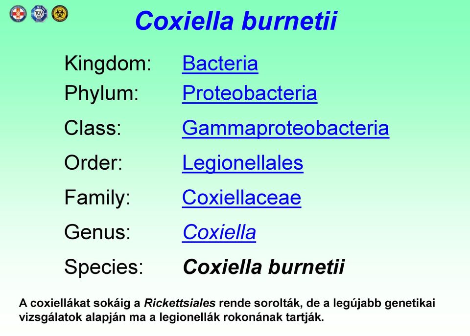 Coxiella Coxiella burnetii A coxiellákat sokáig a Rickettsiales rende