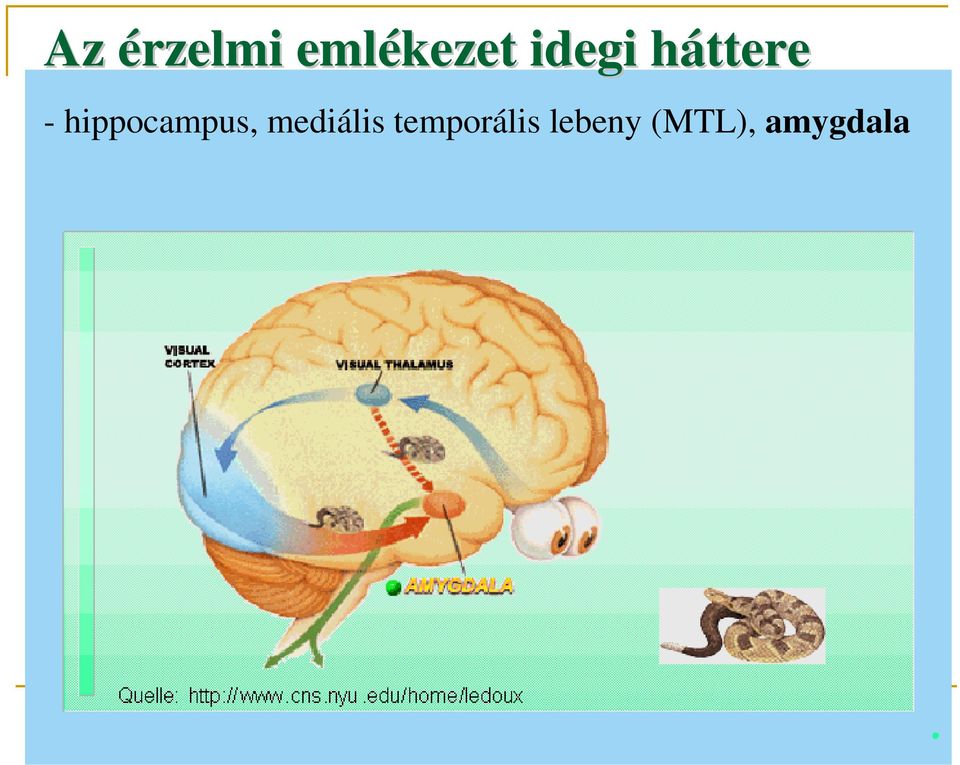 hippocampus, mediális