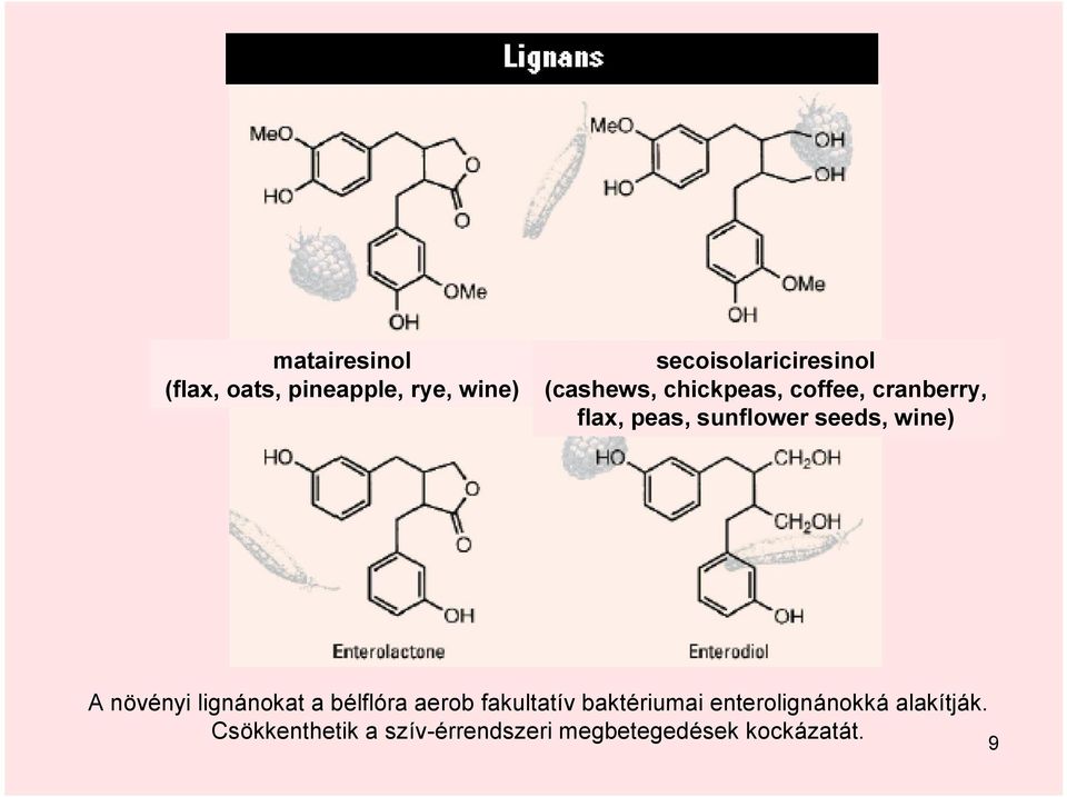 wine) A növényi lignánokat a bélflóra aerob fakultatív baktériumai