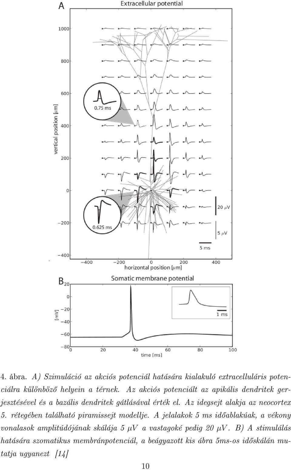 Az idegsejt alakja az neocortex 5. rétegében található piramissejt modellje.