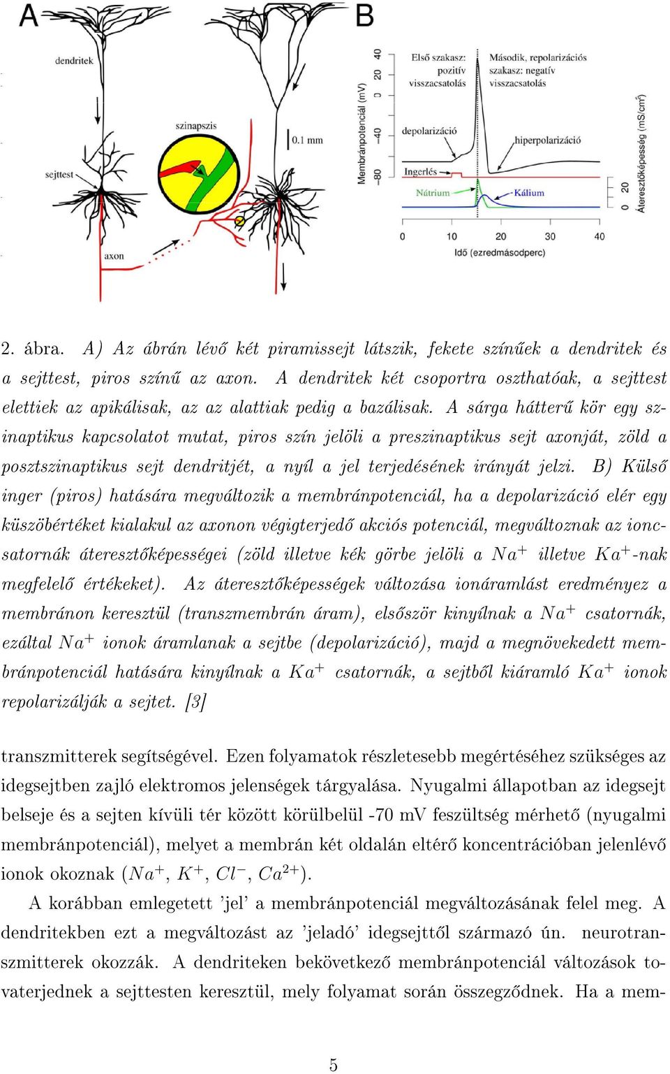 A sárga hátter kör egy szinaptikus kapcsolatot mutat, piros szín jelöli a preszinaptikus sejt axonját, zöld a posztszinaptikus sejt dendritjét, a nyíl a jel terjedésének irányát jelzi.