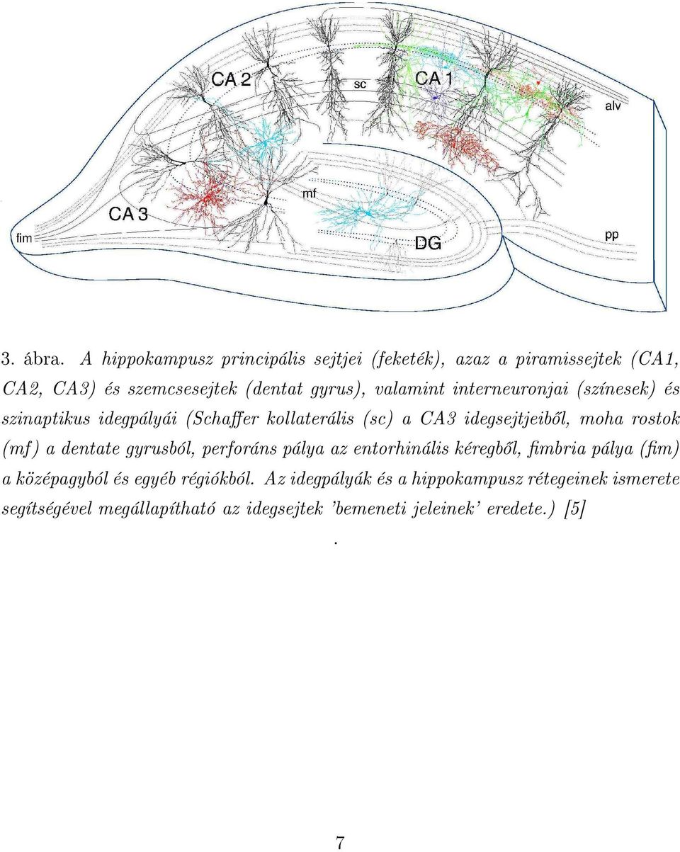 valamint interneuronjai (színesek) és szinaptikus idegpályái (Scha er kollaterális (sc) a CA3 idegsejtjeib l, moha rostok