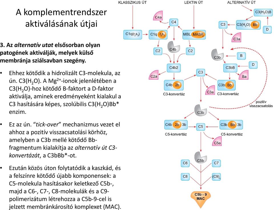 tick over mechanizmus vezet el ahhoz a pozitív visszacsatolási körhöz, amelyben a C3b mellé kötődő Bbfragmentum kialakítja az alternatív út C3 konvertázát, a C3bBb* ot.