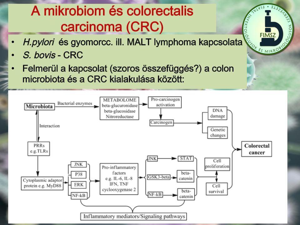 MALT lymphoma kapcsolata S.