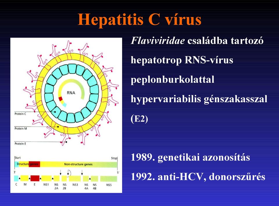 peplonburkolattal hypervariabilis