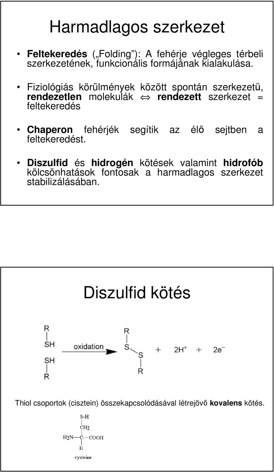 Fiziológiás körülmények között spontán szerkezetű, rendezetlen molekulák rendezett szerkezet = feltekeredés Chaperon