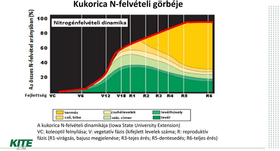 vegetatív fázis (kifejlett levelek száma; R: reproduktív fázis