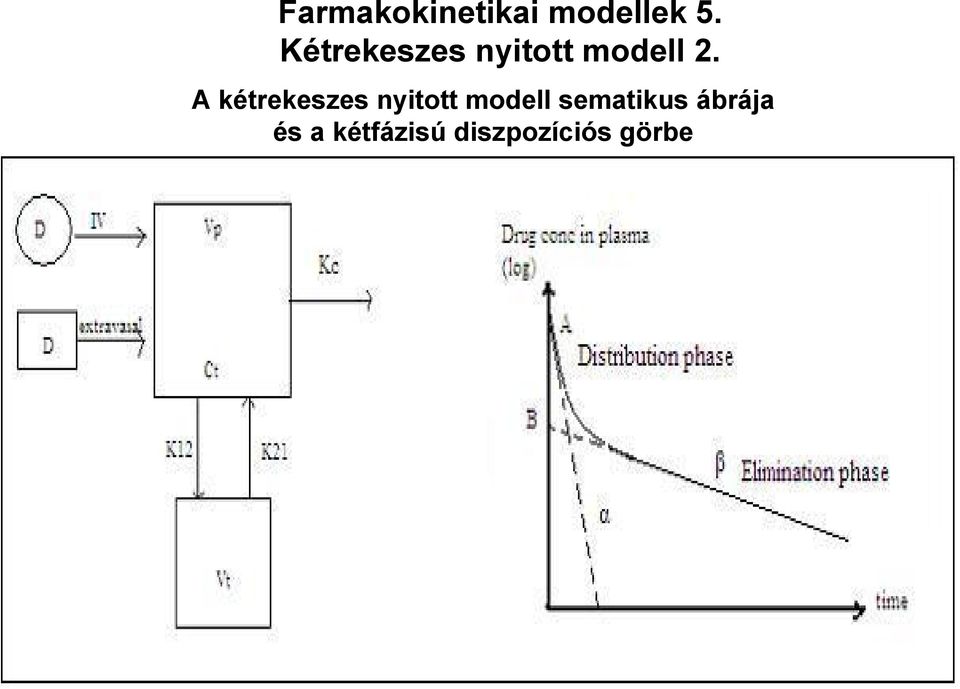 A kétrekeszes nyitott modell