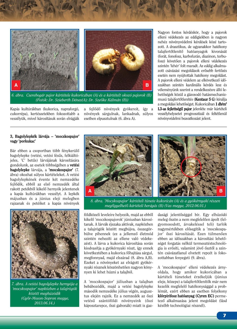 sárgulnak, lankadnak, súlyos esetben elpusztulnak (6. ábra A). B Nagyon fontos kérdéskör, hogy a pajorok elleni védekezés az eddigiekben is nagyon nehéz növényvédelmi kérdések közé tartozott.