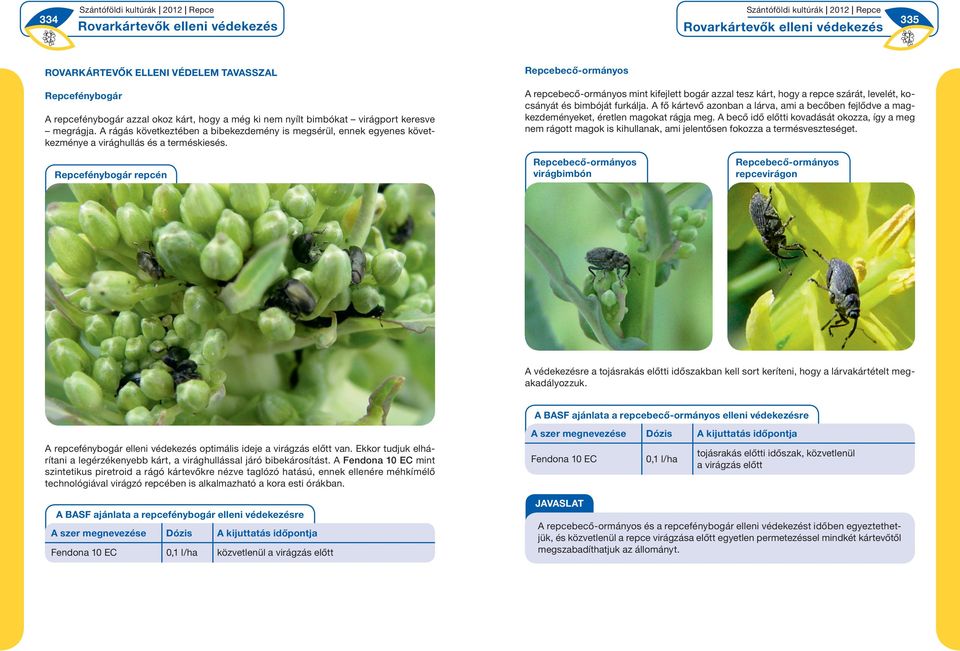 Repcebecő-ormányos A repcebecő-ormányos mint kifejlett bogár azzal tesz kárt, hogy a repce szárát, levelét, kocsányát és bimbóját furkálja.