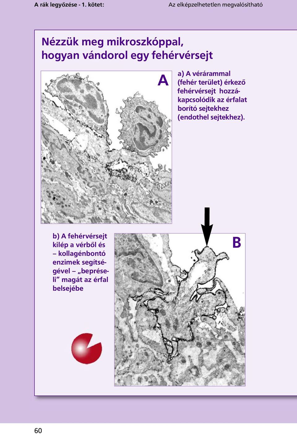 fehérvérsejt A a) A vérárammal (fehér terület) érkező fehérvérsejt hozzákapcsolódik az