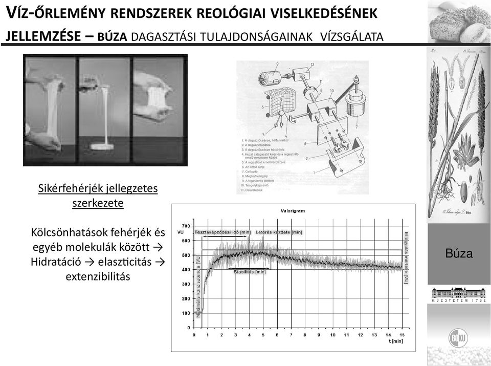 Sikérfehérjék jellegzetes szerkezete Kölcsönhatások