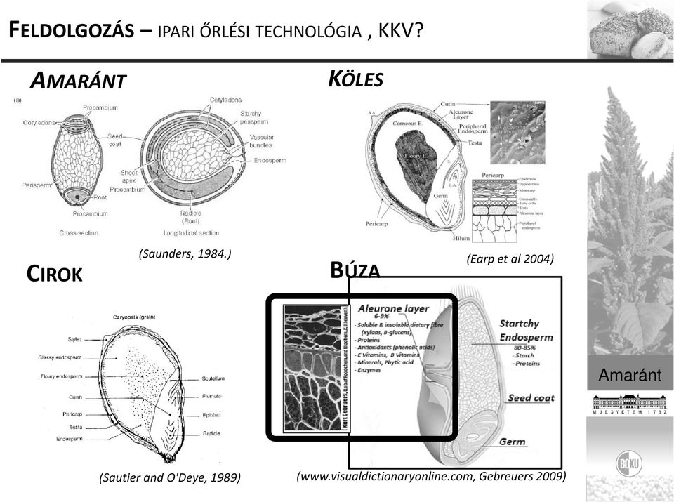 ) BÚZA (Earpet al2004) Amaránt (Sautier and