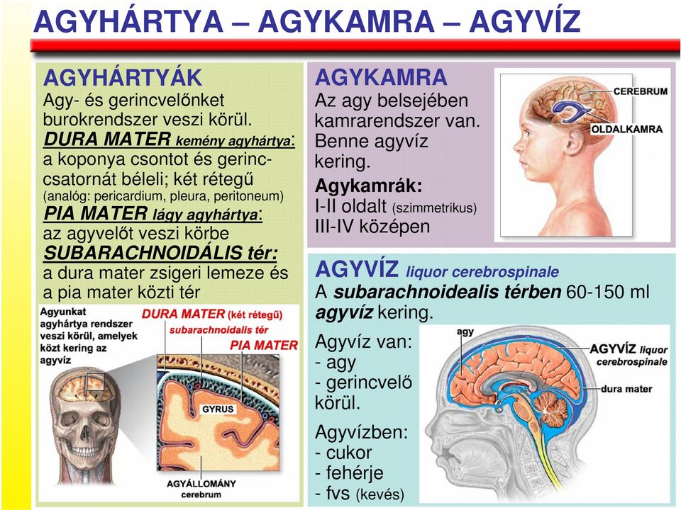 az agyvelıt veszi körbe SUBARACHNOIDÁLIS tér: a dura mater zsigeri lemeze és a pia mater közti tér AGYKAMRA Az agy belsejében kamrarendszer van.