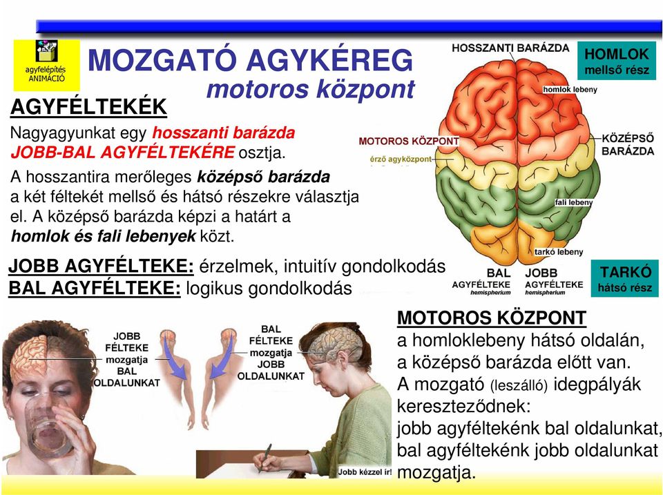 A középsı barázda képzi a határt a homlok és fali lebenyek közt.