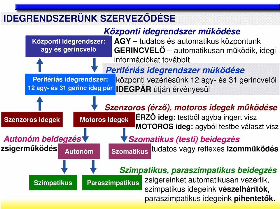 és 31 gerincvelıi IDEGPÁR útján érvényesül Szenzoros (érzı), motoros idegek mőködése Szomatikus ÉRZİ ideg: testbıl agyba ingert visz MOTOROS ideg: agyból testbe választ visz Szomatikus (testi)