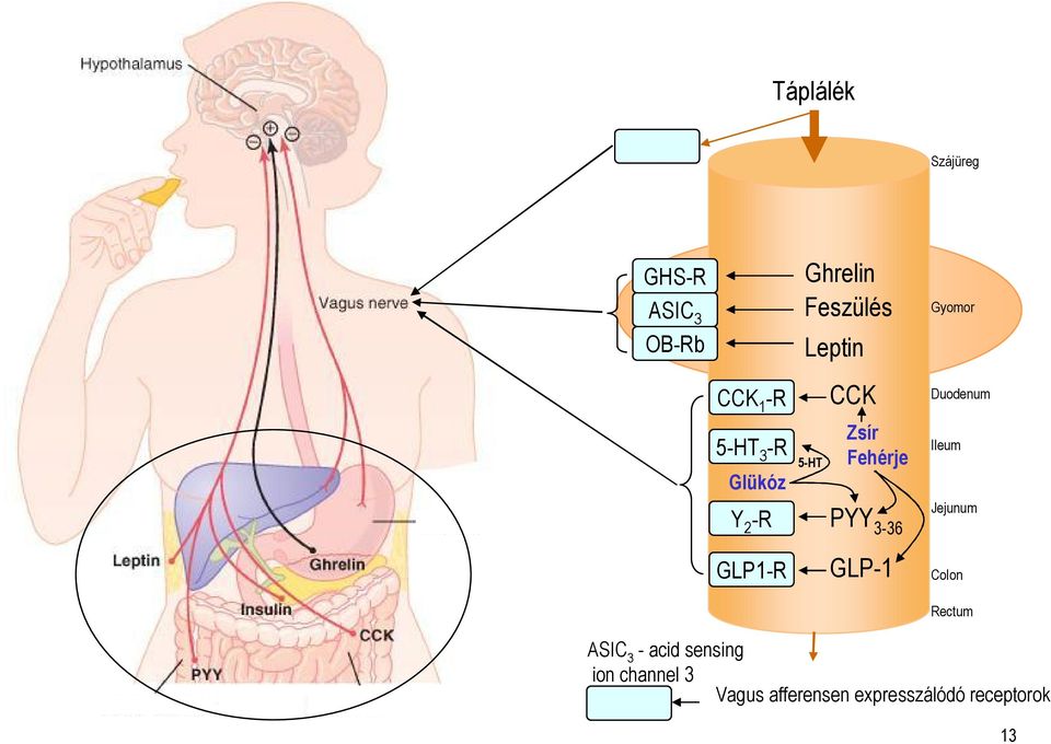 Fehérje PYY 3-36 Ileum Jejunum GLP1-R GLP-1 Colon Rectum ASIC 3