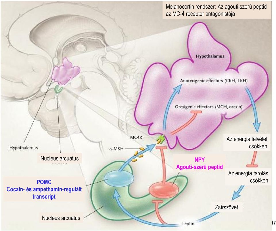 POMC Cocain- és ampethamin-regulált transcript Nucleus