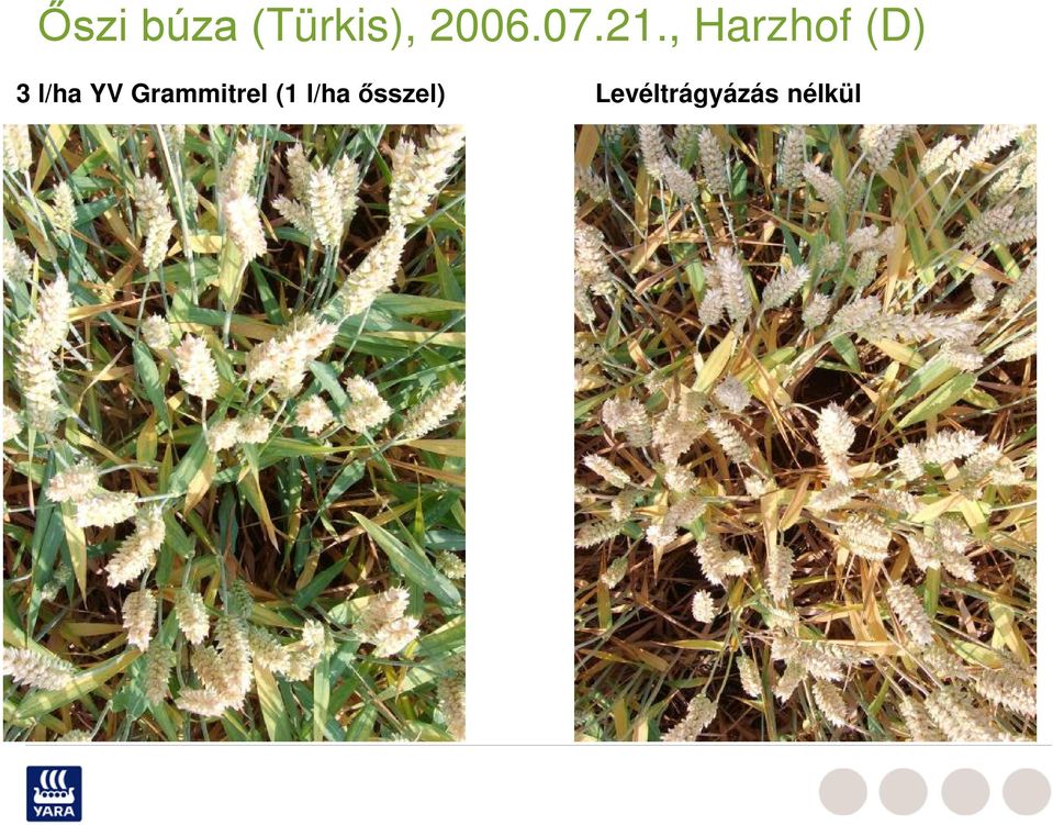 , Harzhof (D) 3 l/ha YV