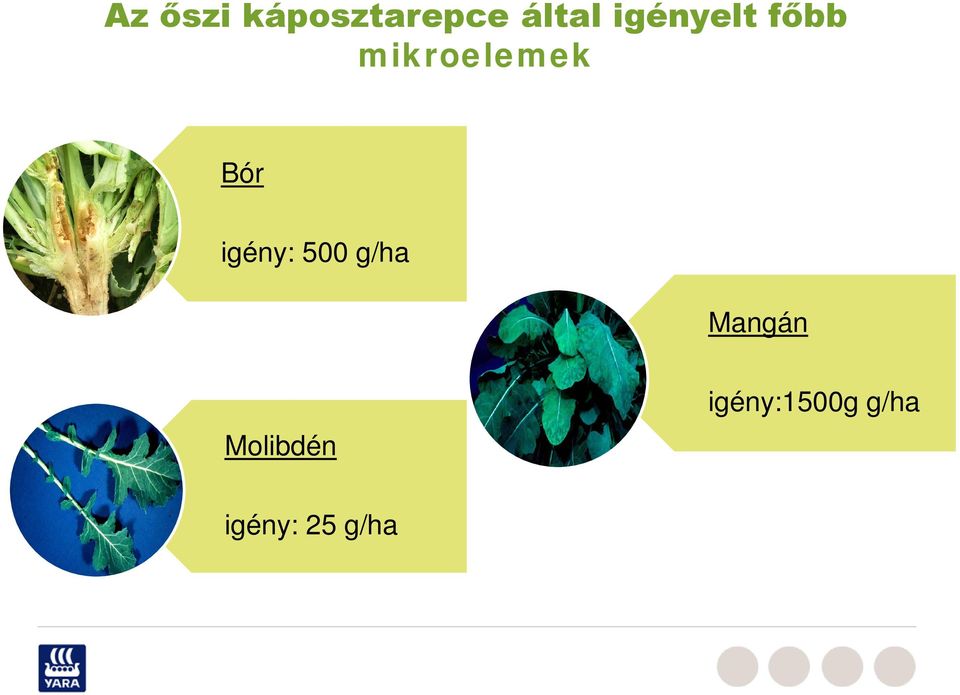 igény: 500 g/ha Mangán