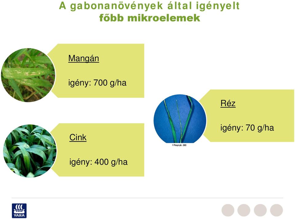 Mangán igény: 700 g/ha Réz