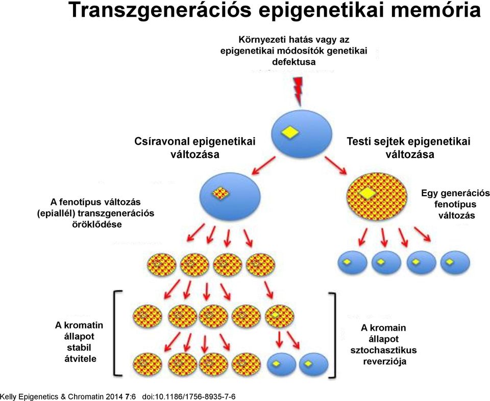 (epiallél) transzgenerációs öröklődése Egy generációs fenotípus változás A kromatin állapot stabil