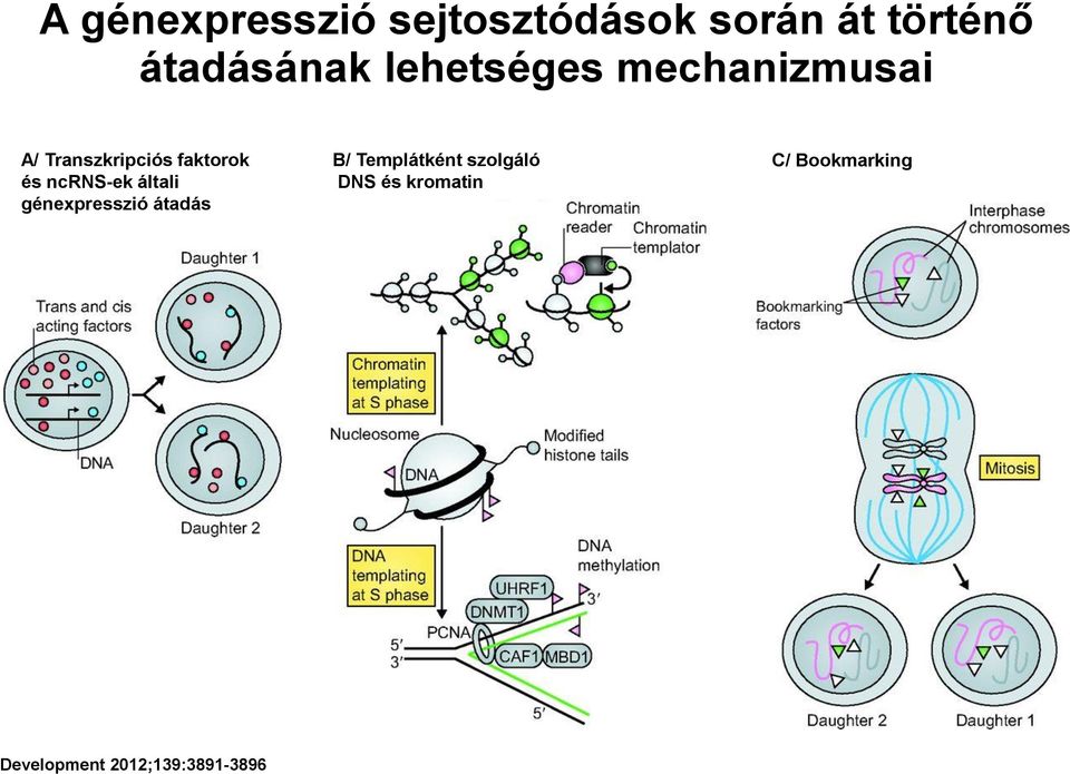 ncrns-ek általi génexpresszió átadás B/ Templátként