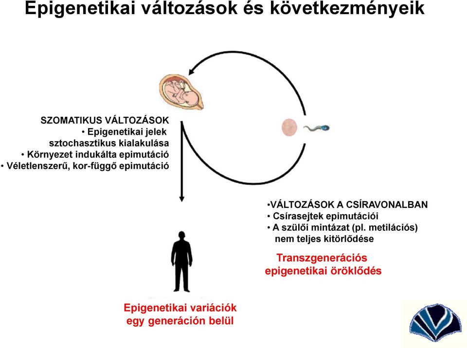 epimutáció VÁLTOZÁSOK A CSÍRAVONALBAN Csírasejtek epimutációi A szülői mintázat (pl.