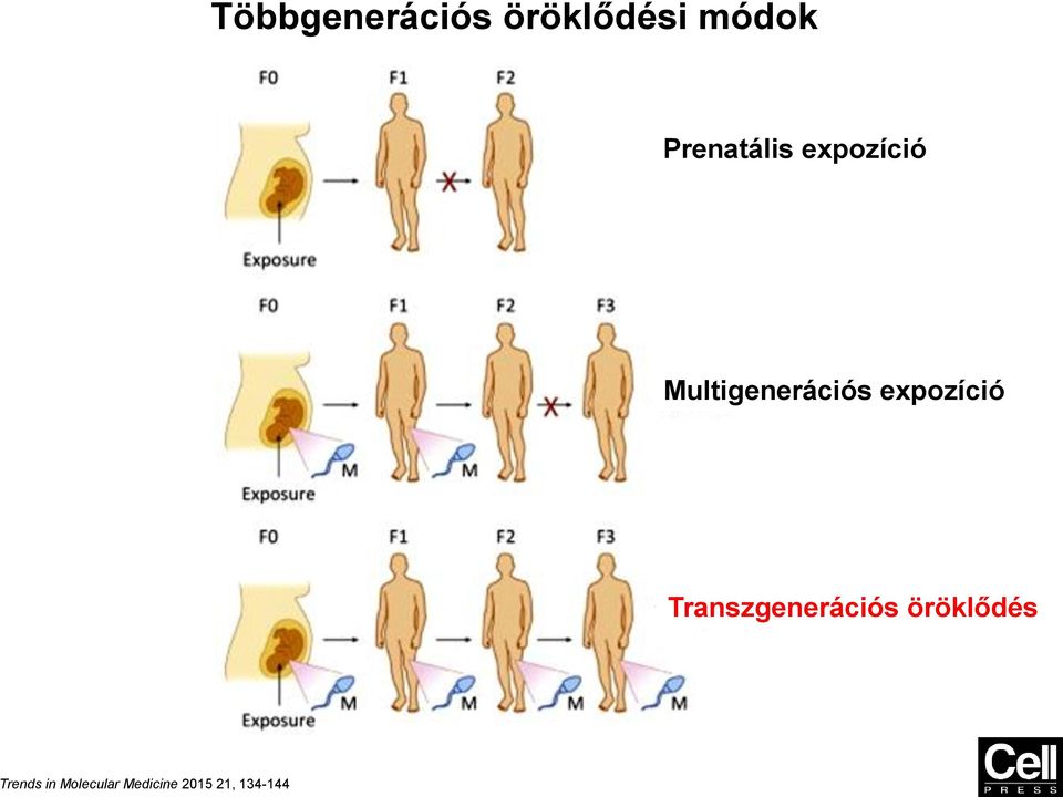 Multigenerációs expozíció