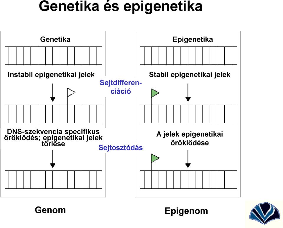 jelek DNS-szekvencia specifikus öröklődés; epigenetikai
