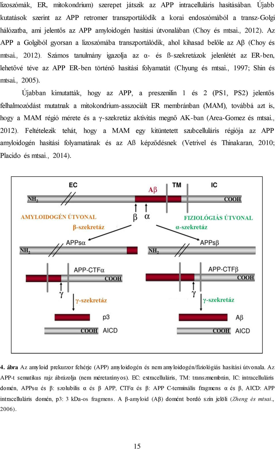 Az APP a Golgiból gyorsan a lizoszómába transzportálódik, ahol kihasad belőle az Aβ (Choy és mtsai., 2012).
