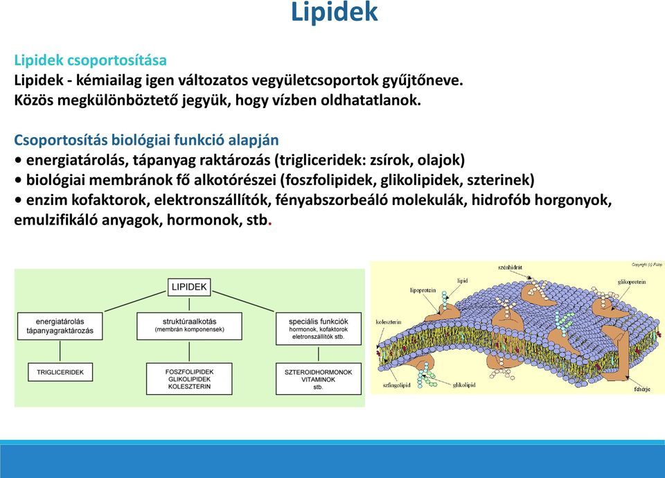 Csoportosítás biológiai funkció alapján energiatárolás, tápanyag raktározás (trigliceridek: zsírok, olajok)