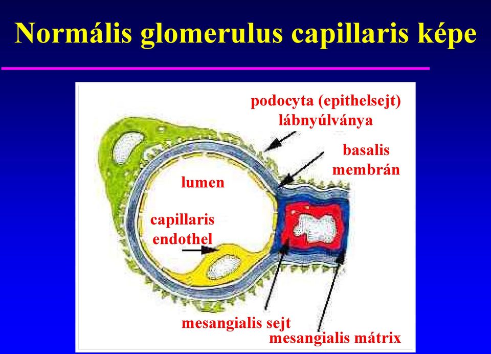 lumen basalis membrán capillaris