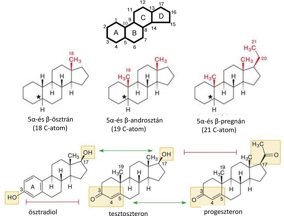 5α-és β-ösztrán (18 C-atom) 5α-és