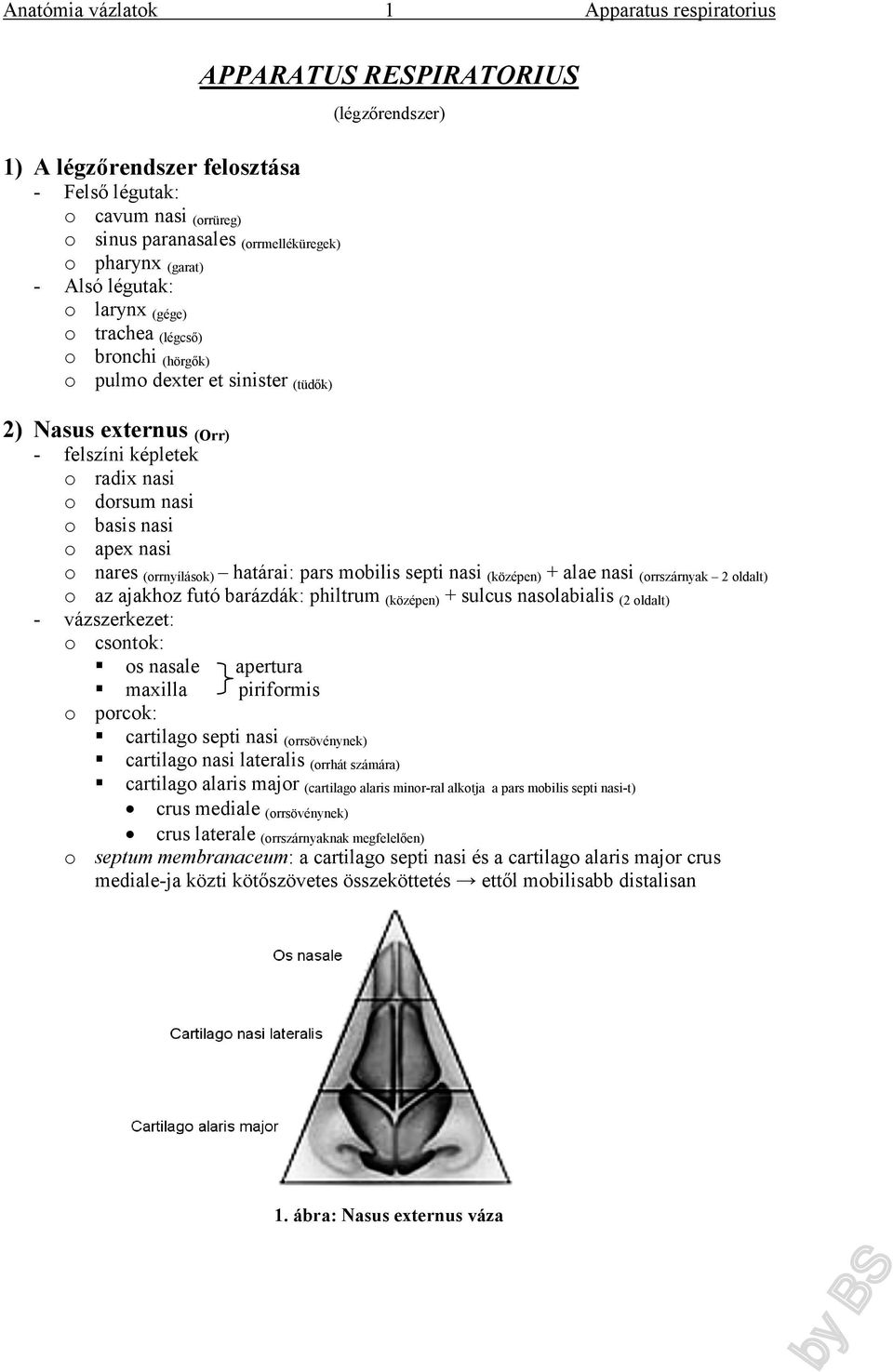 pars mobilis septi nasi (középen) + alae nasi (orrszárnyak 2 oldalt) o az ajakhoz futó barázdák: philtrum (középen) + sulcus nasolabialis (2 oldalt) - vázszerkezet: o csontok: os nasale apertura