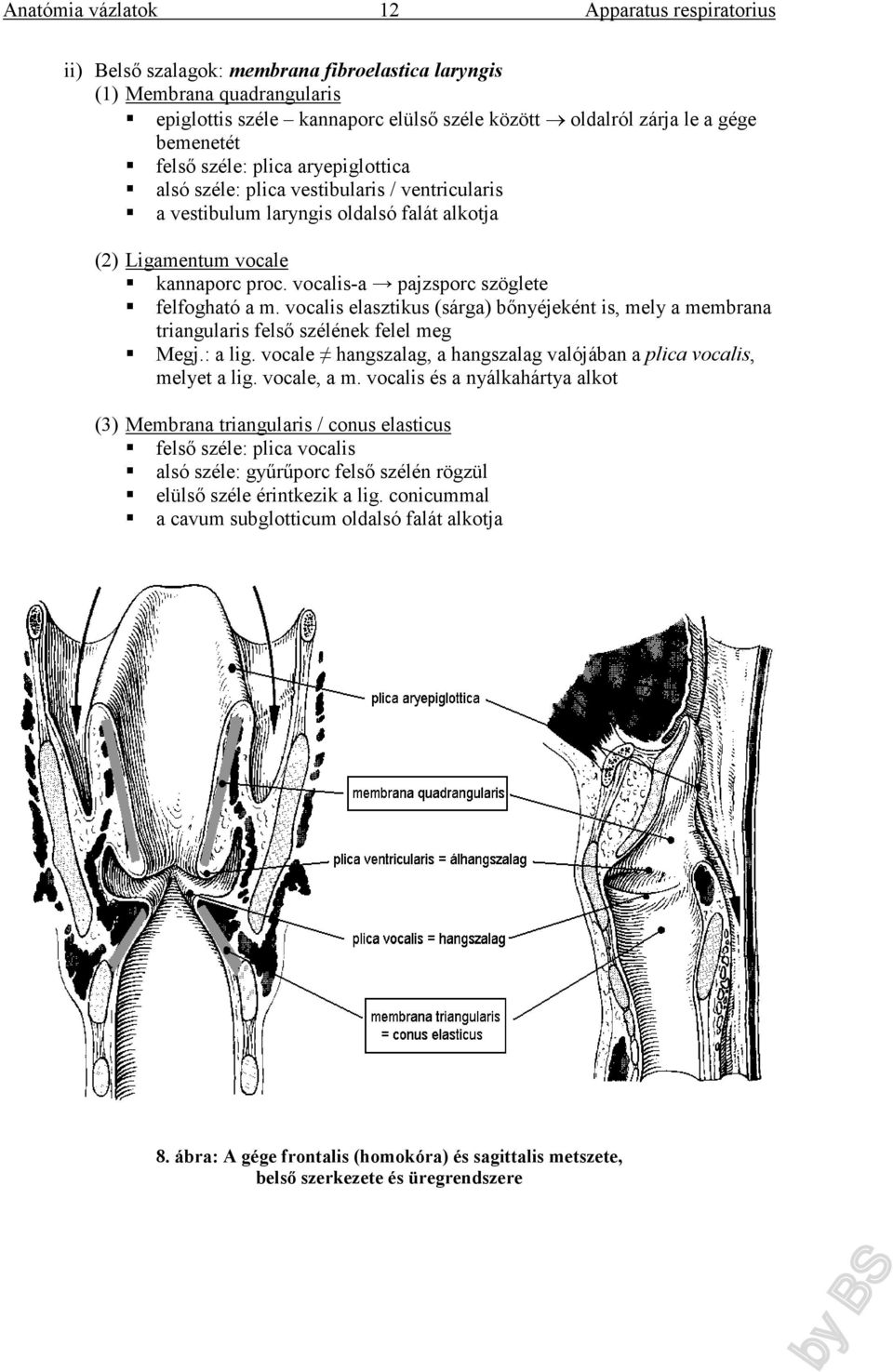 vocalis elasztikus (sárga) bőnyéjeként is, mely a membrana triangularis felső szélének felel meg Megj.: a lig. vocale hangszalag, a hangszalag valójában a plica vocalis, melyet a lig. vocale, a m.