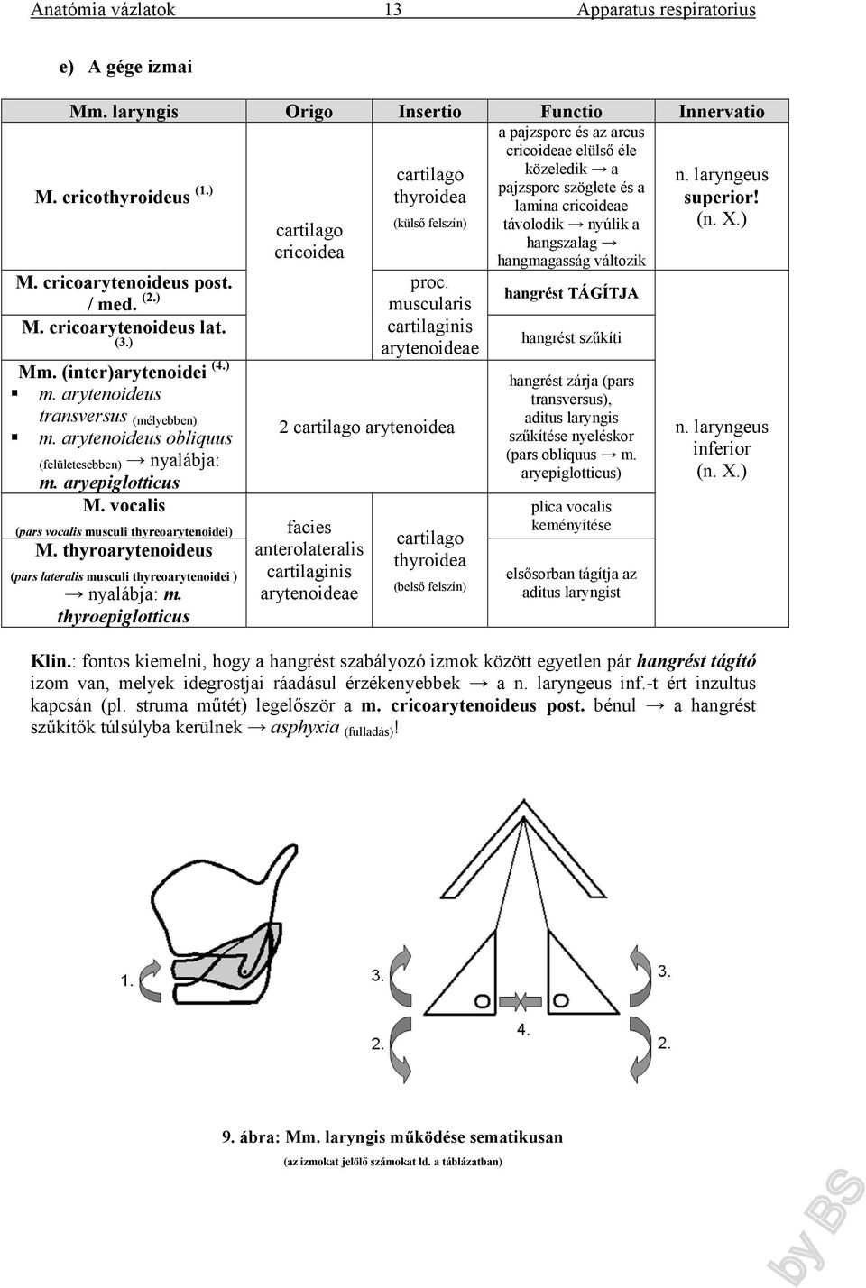 hangmagasság változik M. cricoarytenoideus post. proc. / med. (2.) muscularis hangrést TÁGÍTJA M. cricoarytenoideus lat. cartilaginis (3.) arytenoideae hangrést szűkíti Mm. (inter)arytenoidei (4.) m. arytenoideus transversus (mélyebben) m.