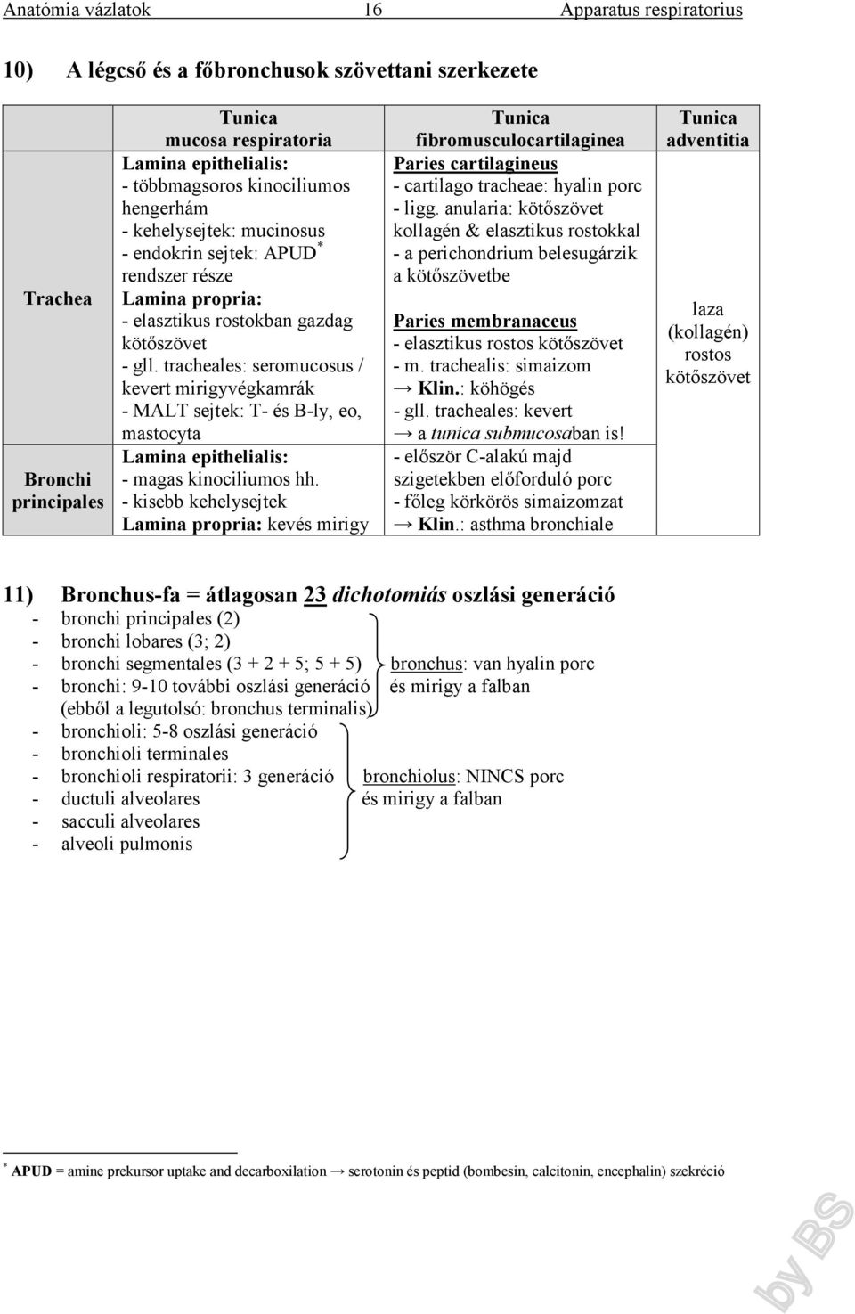 tracheales: seromucosus / kevert mirigyvégkamrák - MALT sejtek: T- és B-ly, eo, mastocyta Lamina epithelialis: - magas kinociliumos hh.