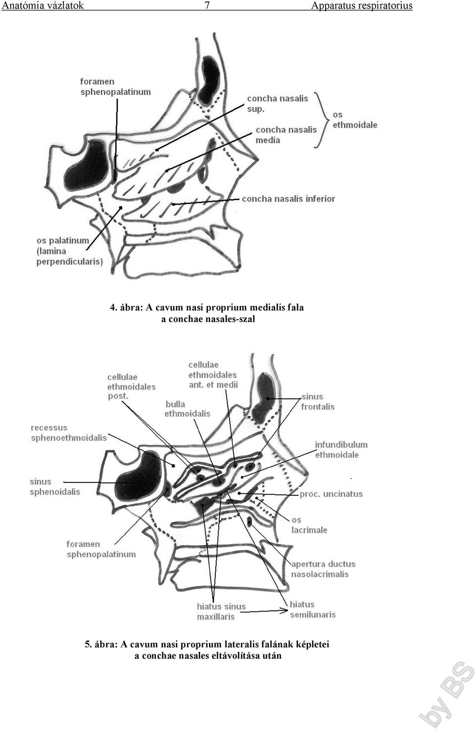 ábra: A cavum nasi proprium lateralis