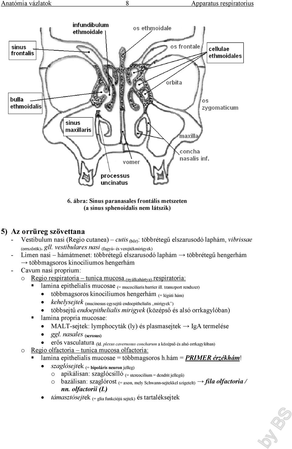 vestibulares nasi (fagyú- és verejtékmirigyek) - Limen nasi hámátmenet: többrétegű elszarusodó laphám többrétegű hengerhám többmagsoros kinociliumos hengerhám - Cavum nasi proprium: o Regio