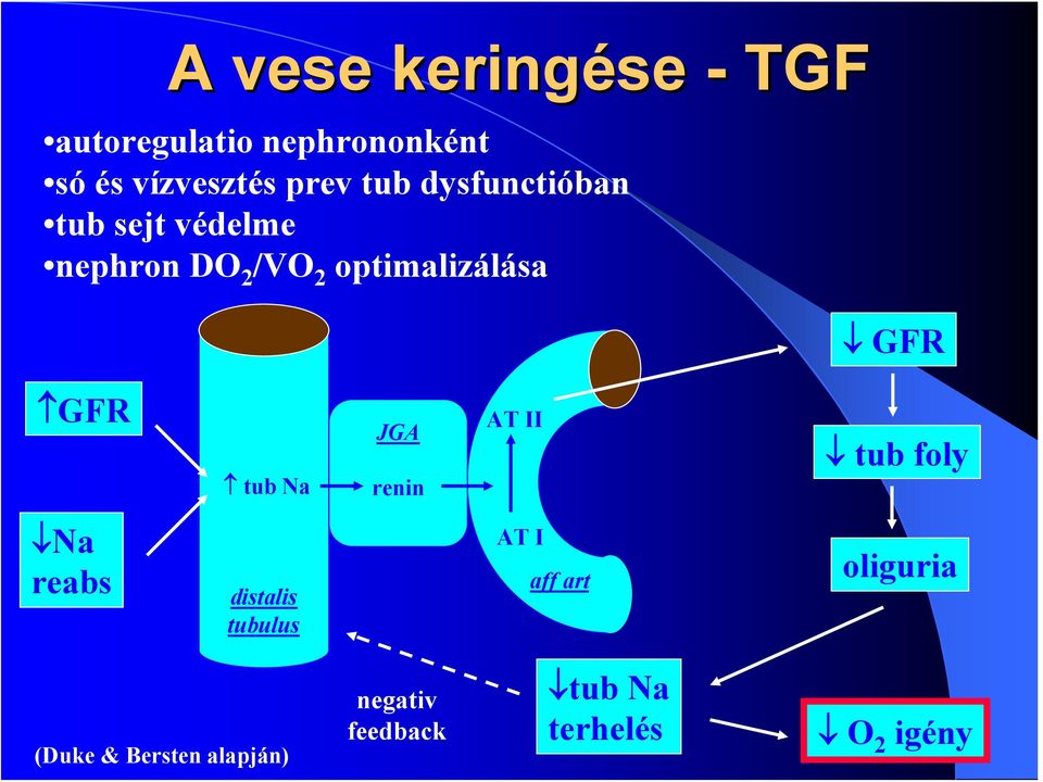 GFR tub Na JGA renin AT II tub foly Na reabs distalis tubulus AT I aff art