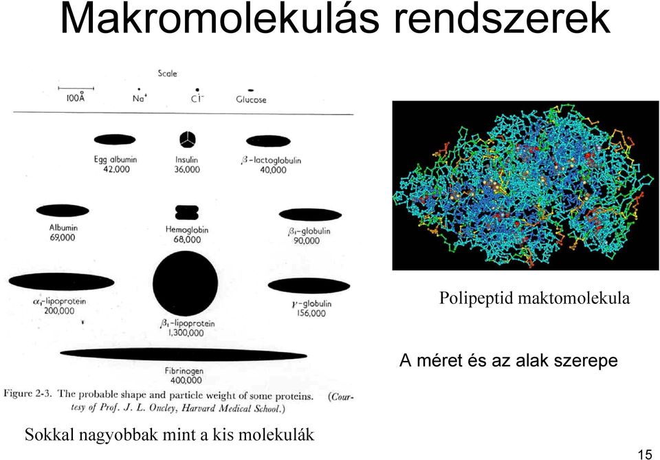 méret és az alak szerepe