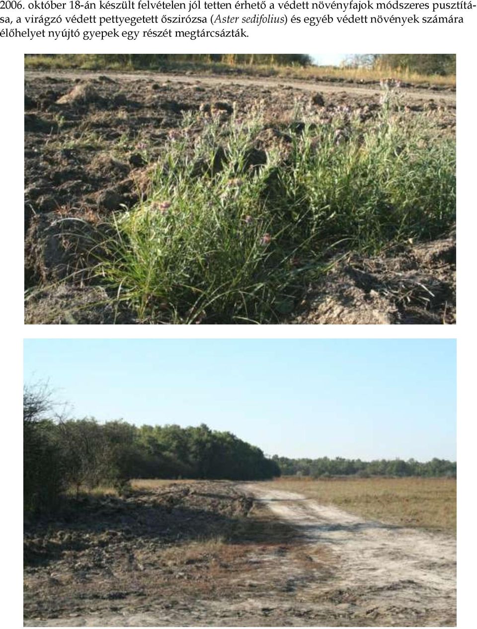 pettyegetett őszirózsa (Aster sedifolius) és egyéb védett